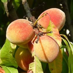 Prunus persica PV